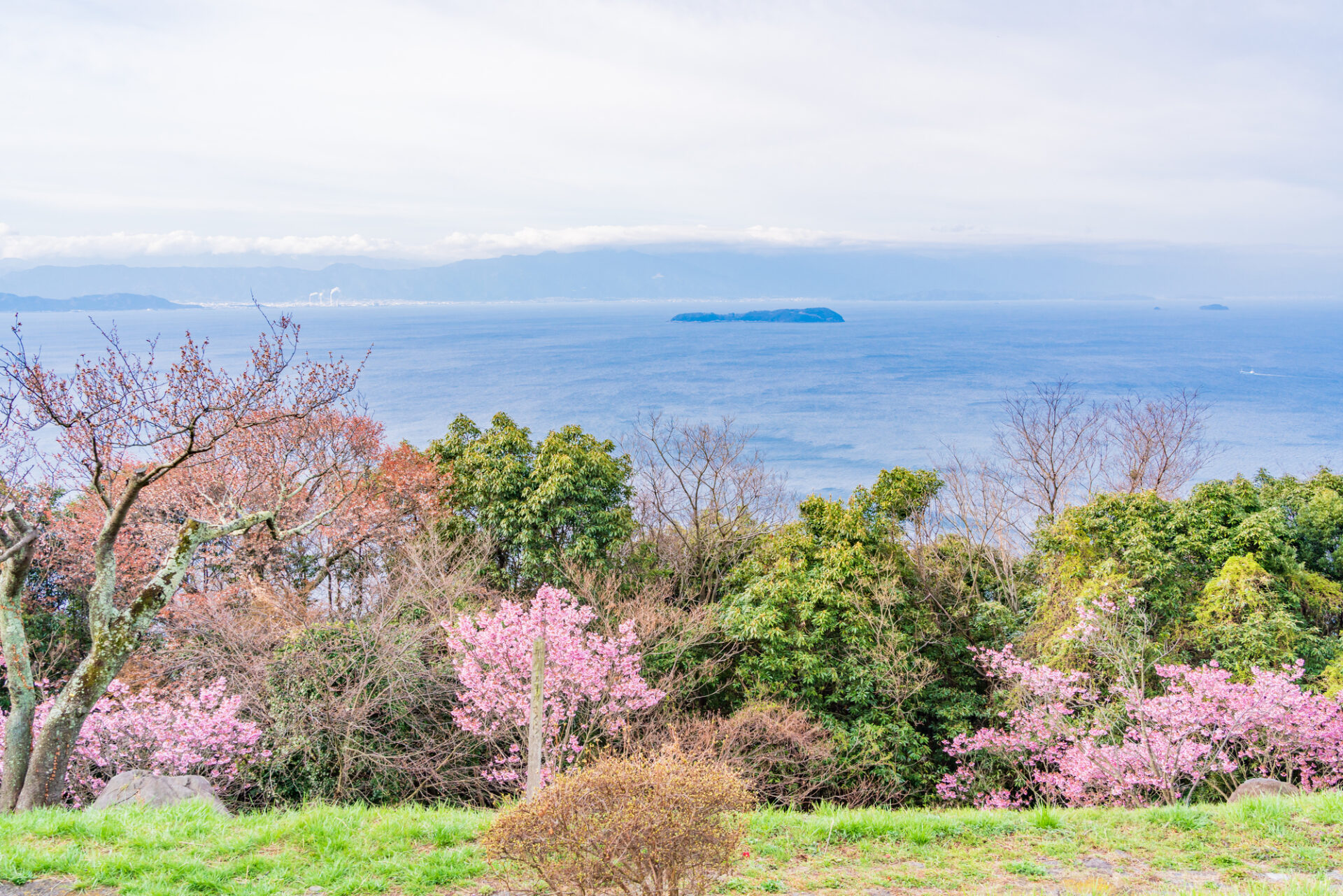 瀬戸内海と桜